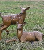 WhitetailFawns